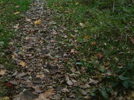 leafy lane