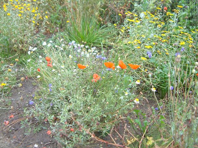 wild flower garden