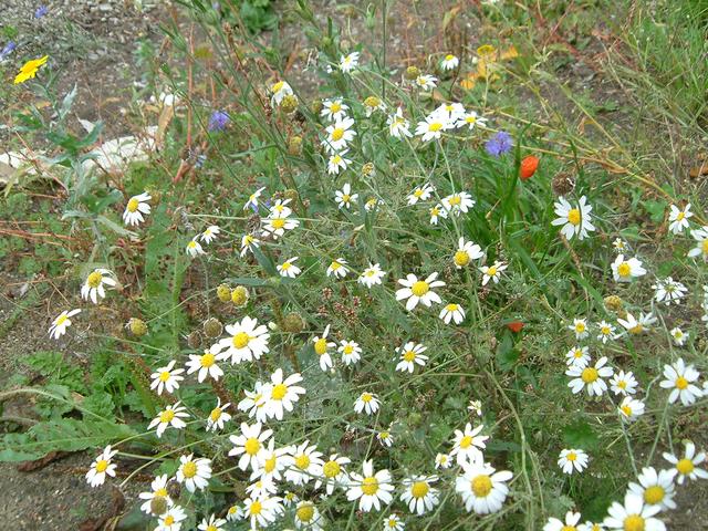 daisy chain