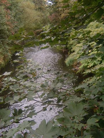 Leafy Glen