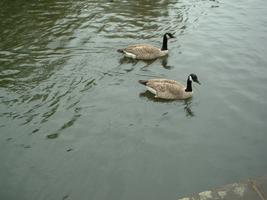 geese