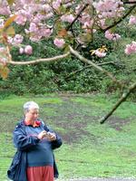 hazel & cherry tree