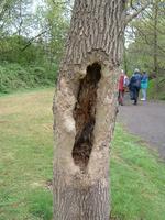 hollow tree