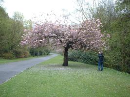 matt & tree