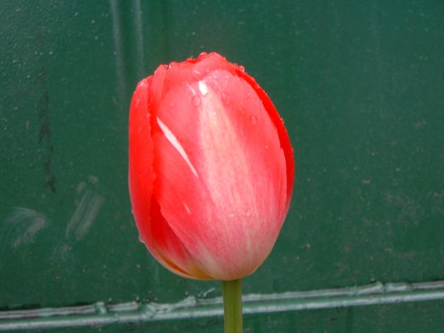 tulip