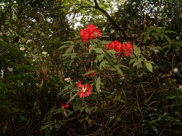 red blossom