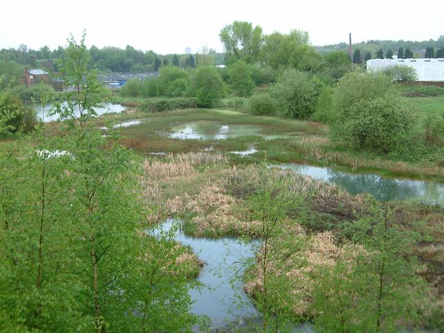 marshland