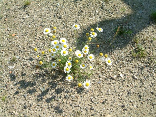 Daisy roots