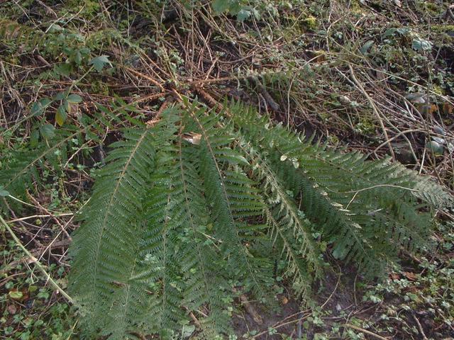 Fern